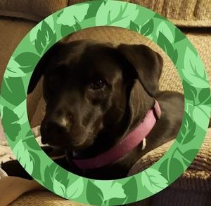 Meet your Posher, Chase